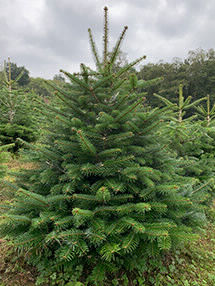 Nordman Fir