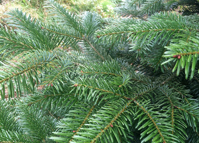 Nordmann Fir (picea abies)